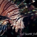 lionfish_common_nus_h_0705_png1906.jpg